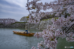 和船と桜①