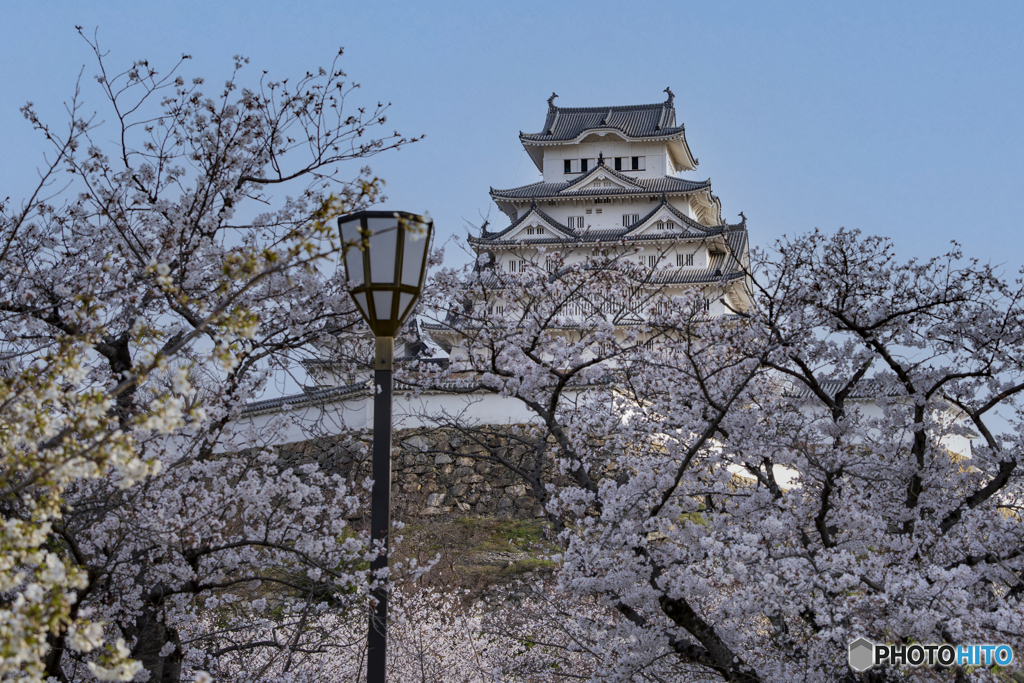 姫路城と桜②