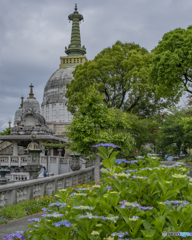 紫陽花