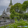 紫陽花