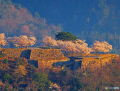 桜と雲海の竹田城跡⑤