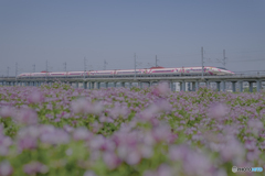 レンゲ畑①