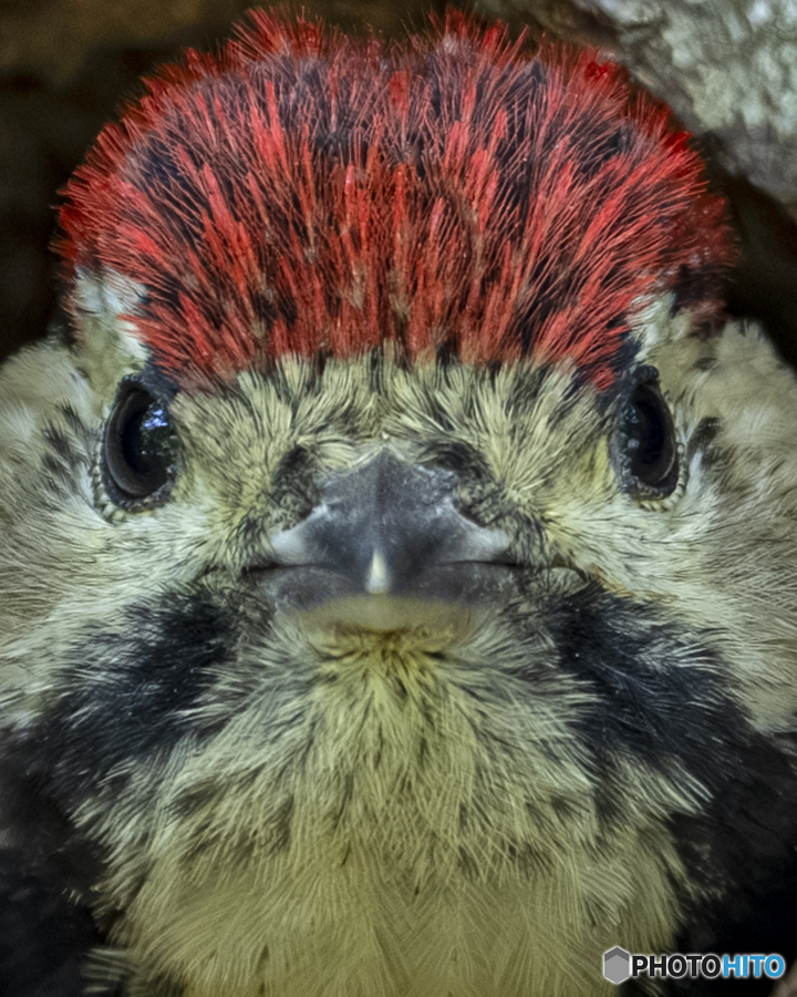 アカゲラ幼鳥②