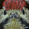 アカゲラ幼鳥②