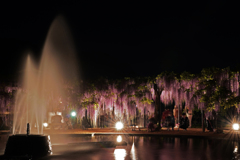 大町藤公園③