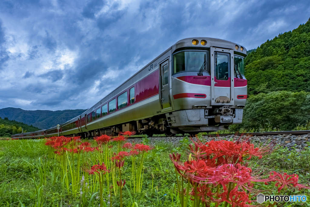 彼岸花と列車①