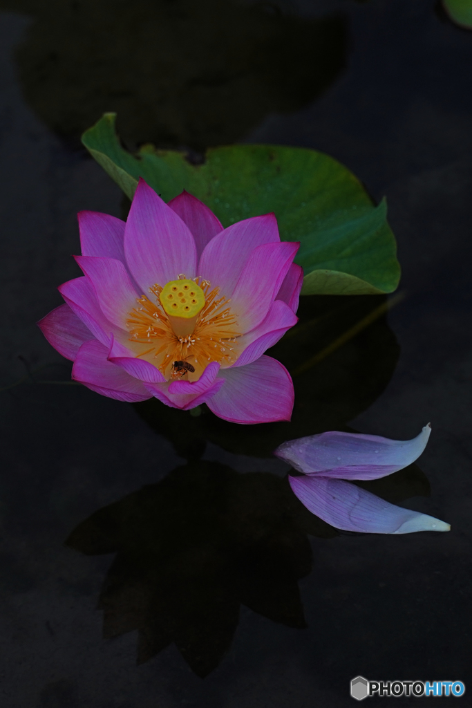 蓮の花⑤