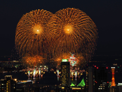 夜空に咲く錦冠菊