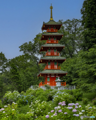 金剛寺の紫陽花②