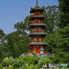 金剛寺の紫陽花②