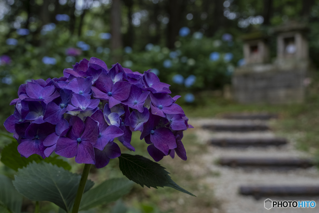 浄土寺の紫陽花④