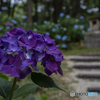 浄土寺の紫陽花④