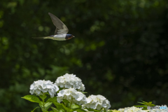 見野古墳の紫陽花④