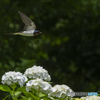 見野古墳の紫陽花④