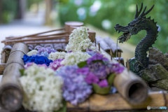 安志稲荷神社の紫陽花①