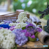 安志稲荷神社の紫陽花①