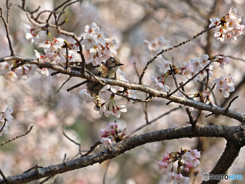 桜とコゲラ