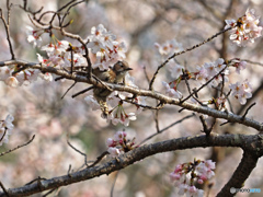 桜とコゲラ