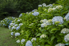 見野古墳の紫陽花①