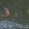 カワセミ③