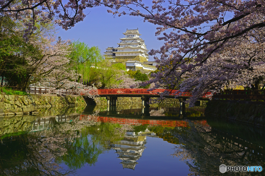 姫路城と桜Ⅱ
