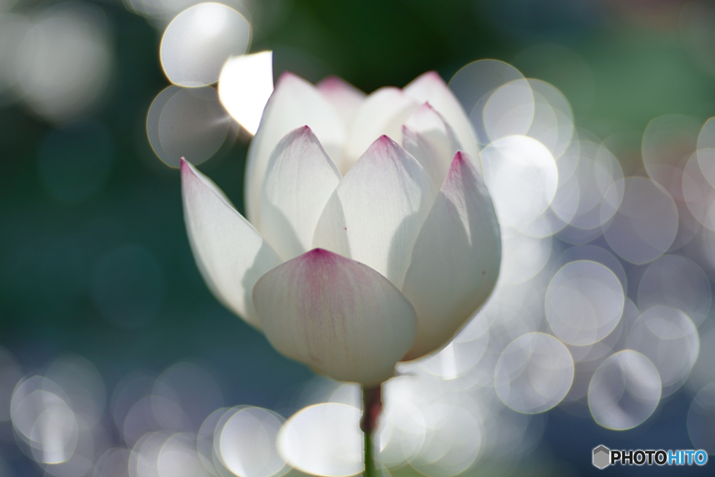 蓮の花①