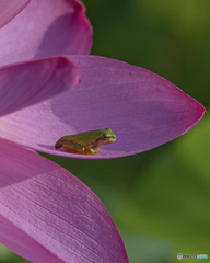 蓮の花とアマガエル①