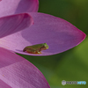 蓮の花とアマガエル①