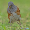 アカハラ②