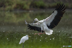 コウノトリ⑰ コウノトリ⑰