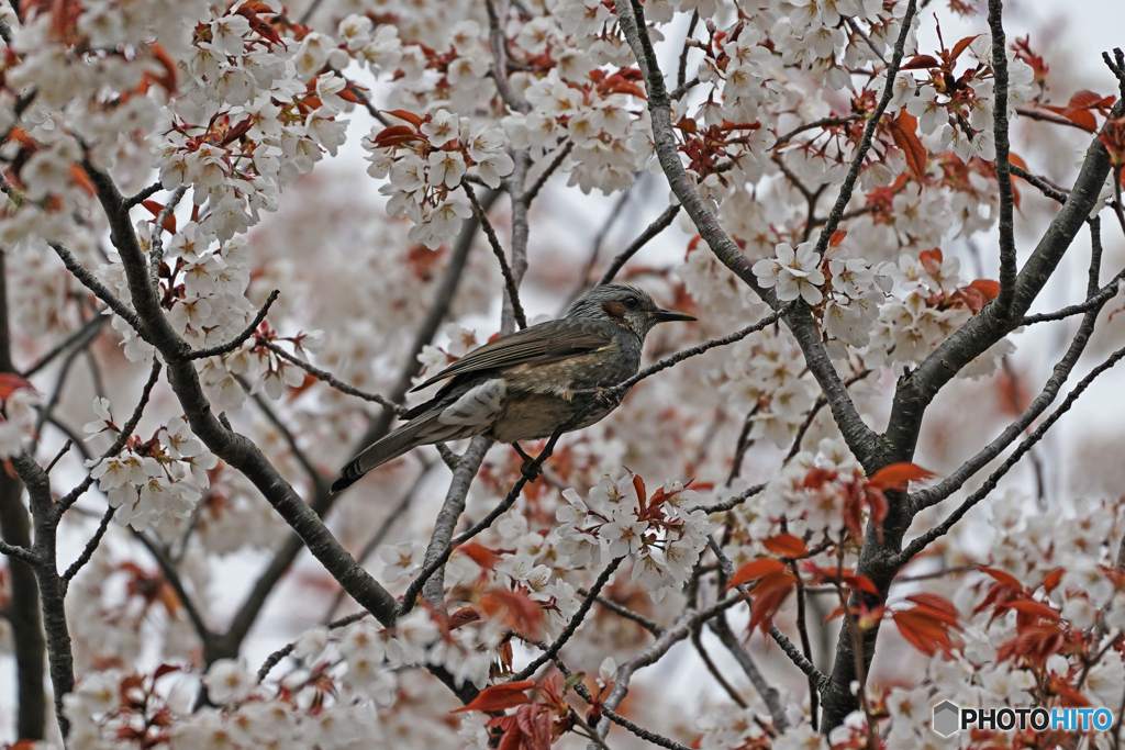 桜ヒヨ