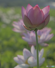 蓮の花③