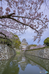 姫路城と桜⑤