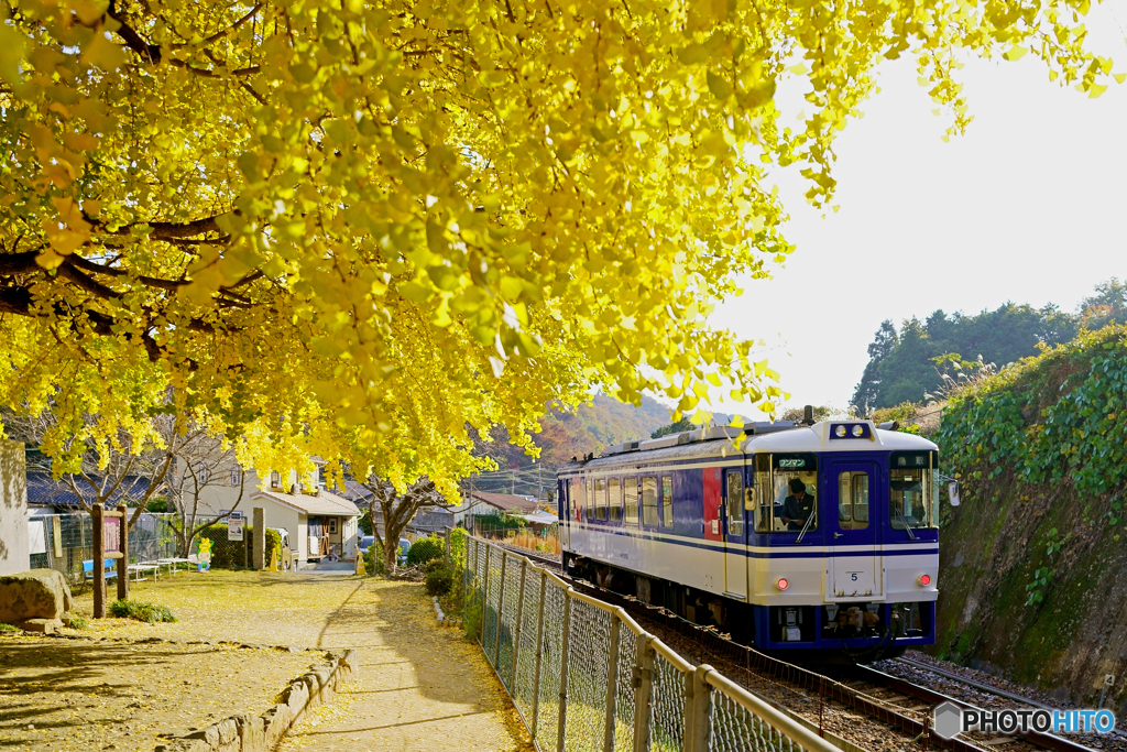 佐用の大イチョウと電車④