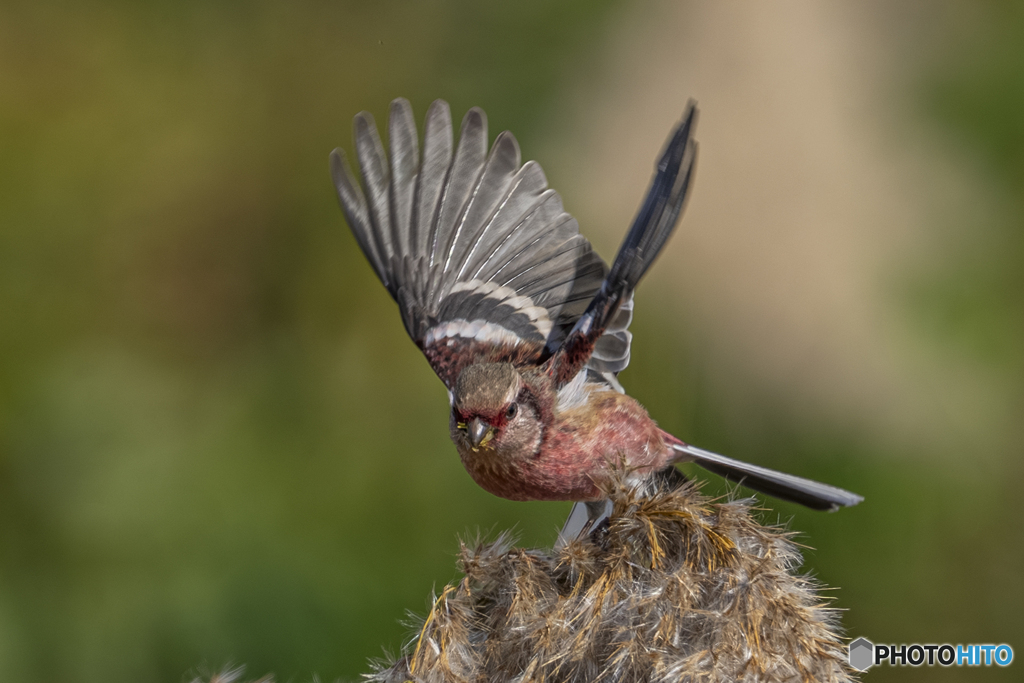 ベニマシコ♂②