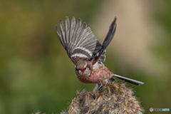 ベニマシコ♂②