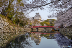 姫路城と桜①