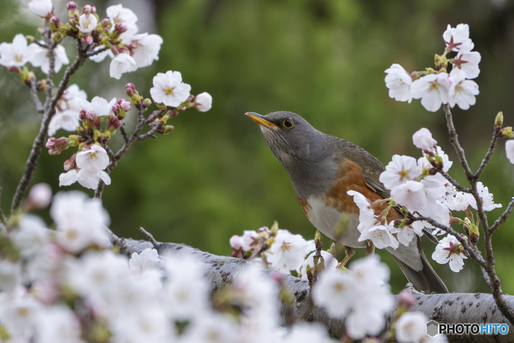 アカハラ①