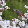 アカハラ①