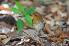 コマドリ♀①