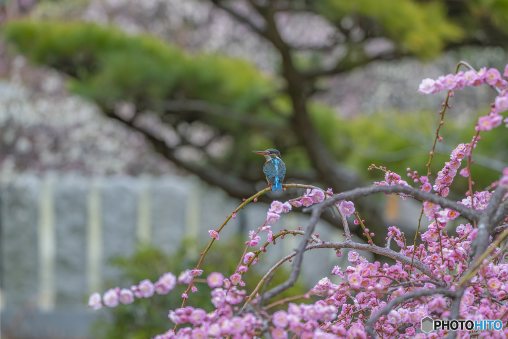 ウメカワ①