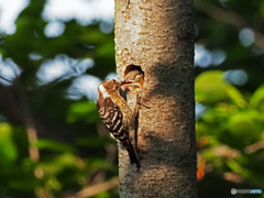 雛が目を瞑る