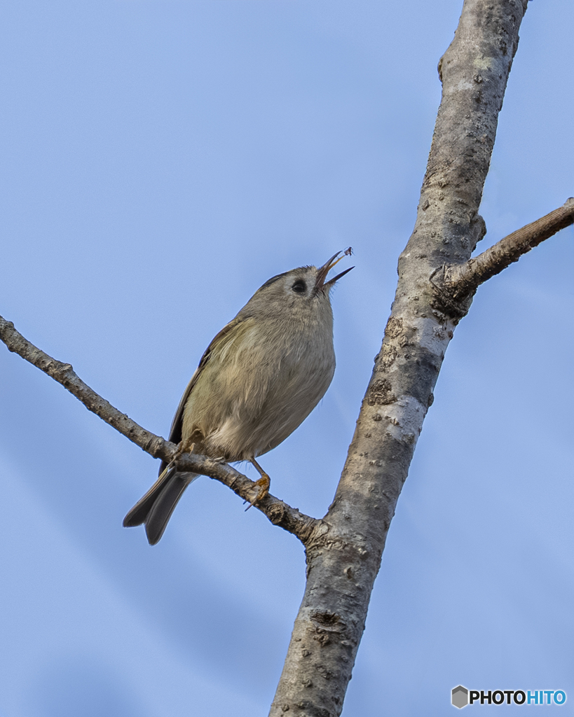 キクイタダキ①