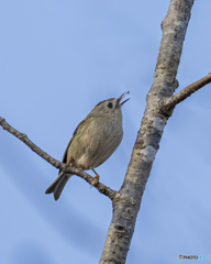 キクイタダキ①