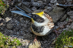 ミヤマホオジロ②