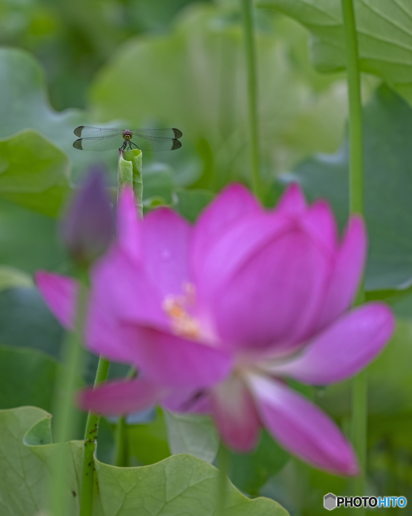 蓮の花とトンボ