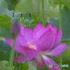 蓮の花とトンボ