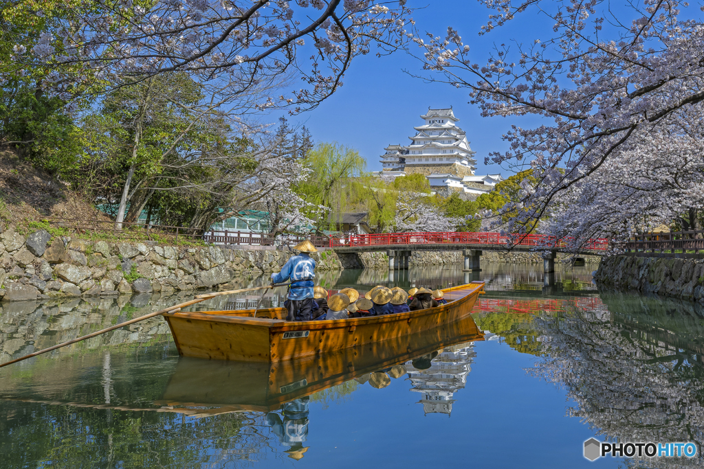 姫路城と桜②