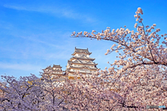 姫路城と桜②