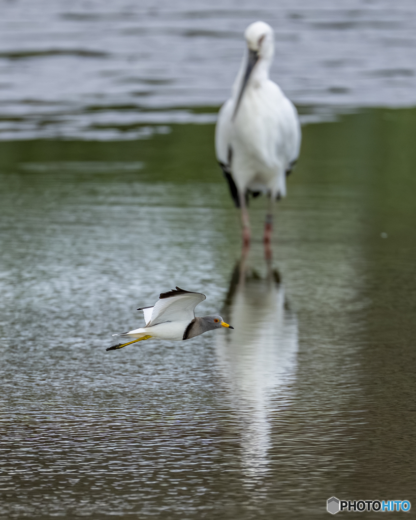 ケリとコウノトリ